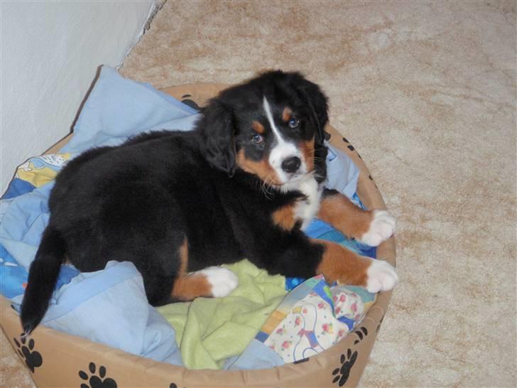 Berner sennenhund Minnie billede 1