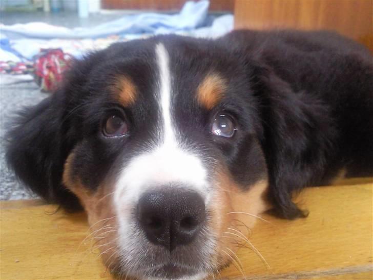 Berner sennenhund Minnie billede 2