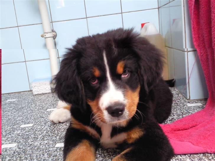 Berner sennenhund Minnie billede 3