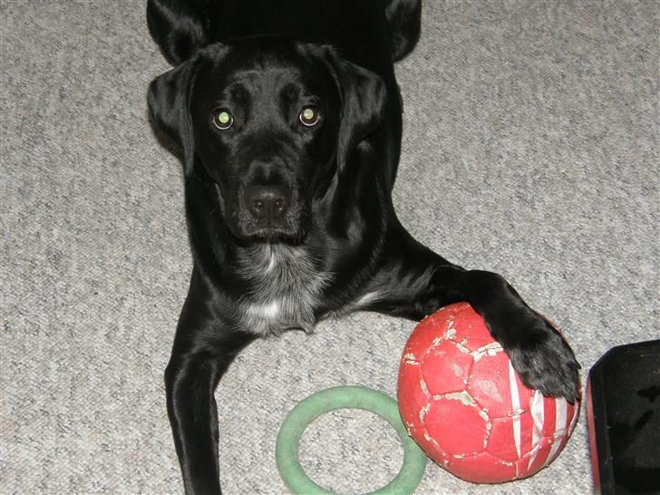 Labrador retriever Chico (Givet væk) billede 2