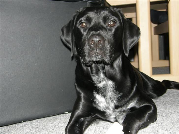 Labrador retriever Chico (Givet væk) billede 3