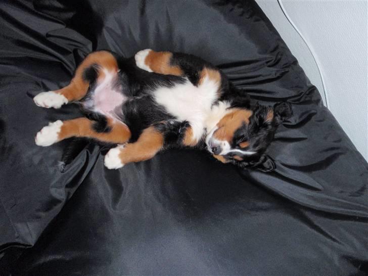 Berner sennenhund Minnie billede 4