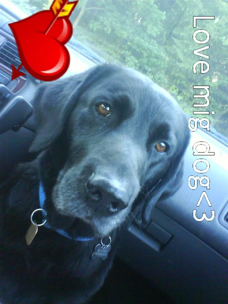 Labrador retriever Buster(formel 1) - lad være med at tage billeder <3 billede 8