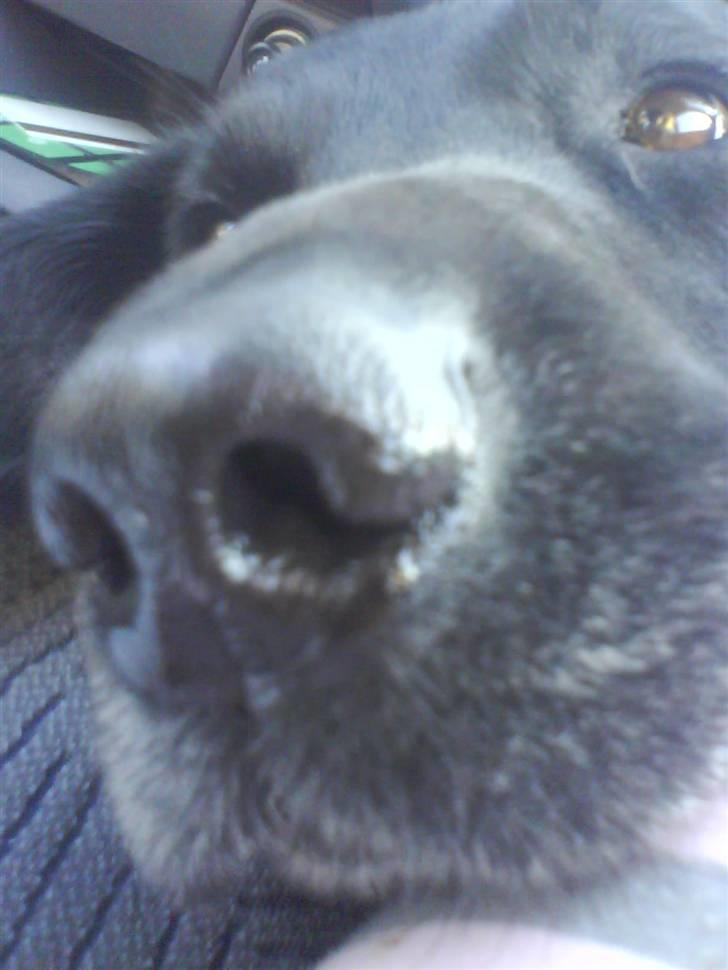 Labrador retriever Buster(formel 1) - smuk snude ikk´ <3 billede 9