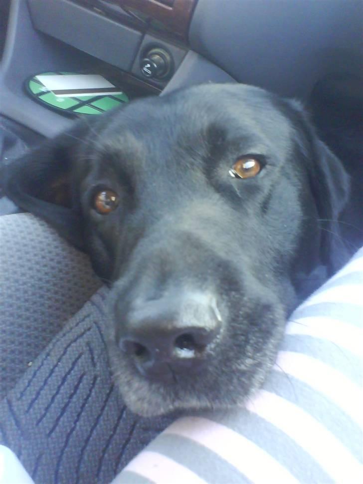 Labrador retriever Buster(formel 1) - jeg er såååååå træt<33 billede 10