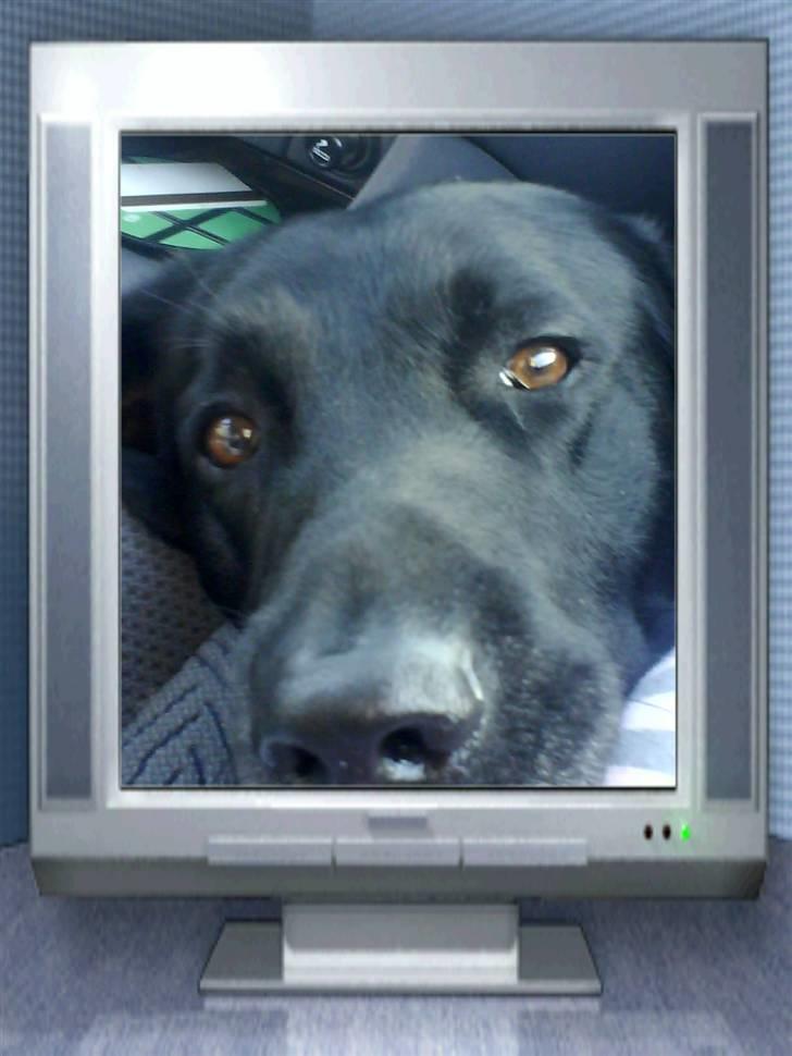 Labrador retriever Buster(formel 1) - mig i tv <33 billede 11