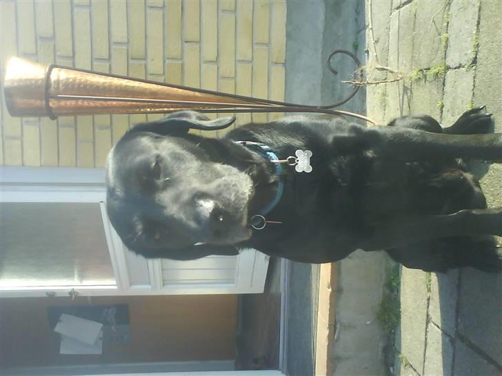 Labrador retriever Buster(formel 1) - jeg vender sådan lidt forkert <33 billede 12