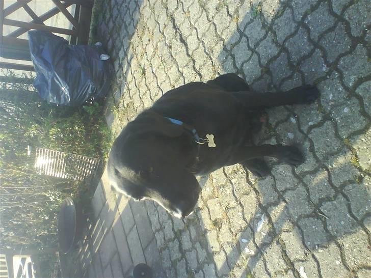 Labrador retriever Buster(formel 1) - se på mig her er jeg jo<33 billede 13