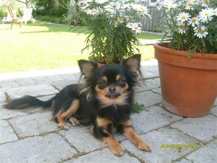 Chihuahua Gucci <3 - Ude i haven.. billede 15