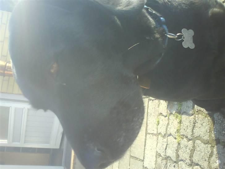 Labrador retriever Buster(formel 1) - se min gode side billede 14