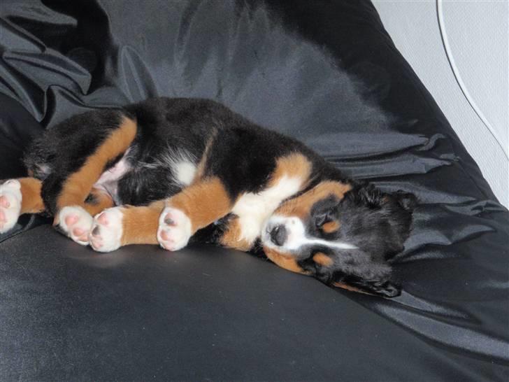 Berner sennenhund Minnie billede 5