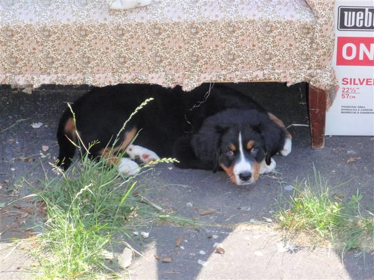 Berner sennenhund Minnie billede 6