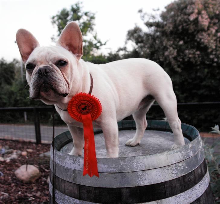 Fransk bulldog Dixie Baby DVDB - Bedste hvalp i racen i Vejen billede 13