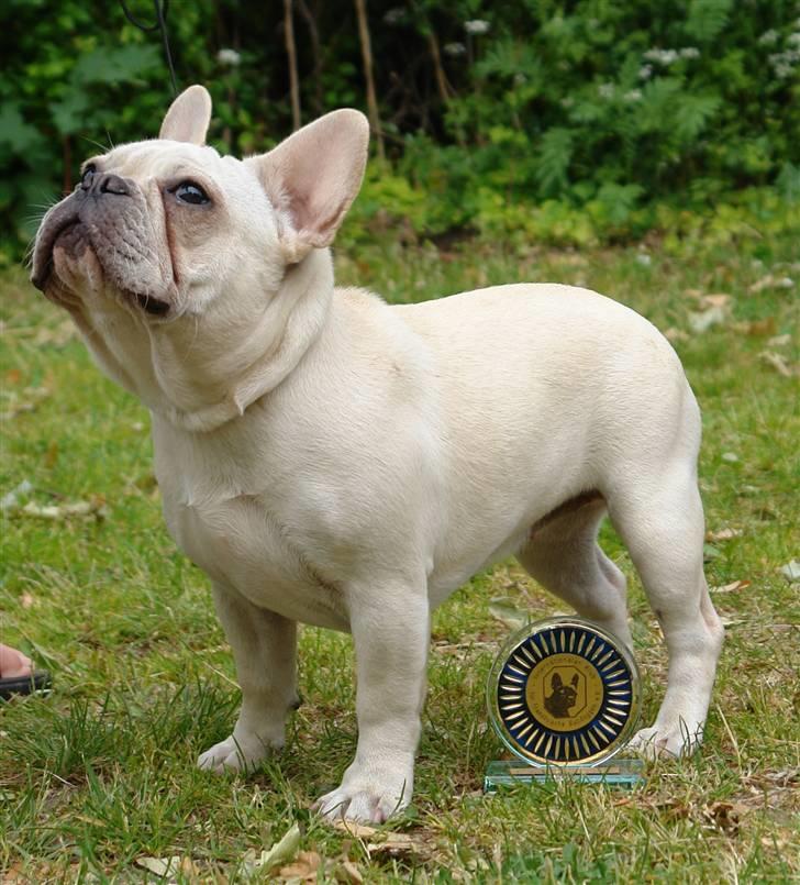 Fransk bulldog Dixie Baby DVDB - Bedste hvalp i racen i Neumünster billede 14