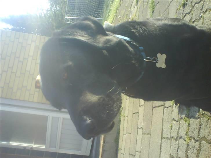 Labrador retriever Buster(formel 1) - jaja jeg skal nok kigge på kamaretet <3 billede 15