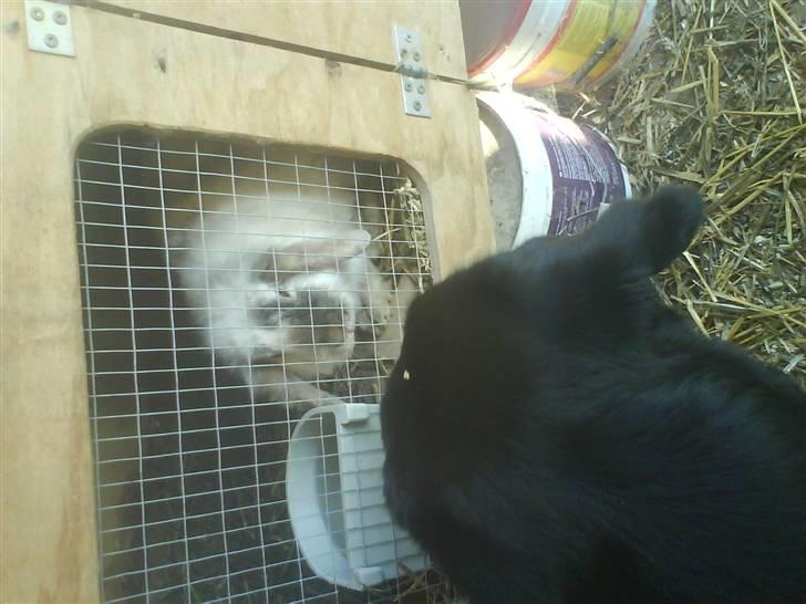 Labrador retriever Buster(formel 1) - jeg kan godt lide og se på min y-kanin punky <3 billede 16