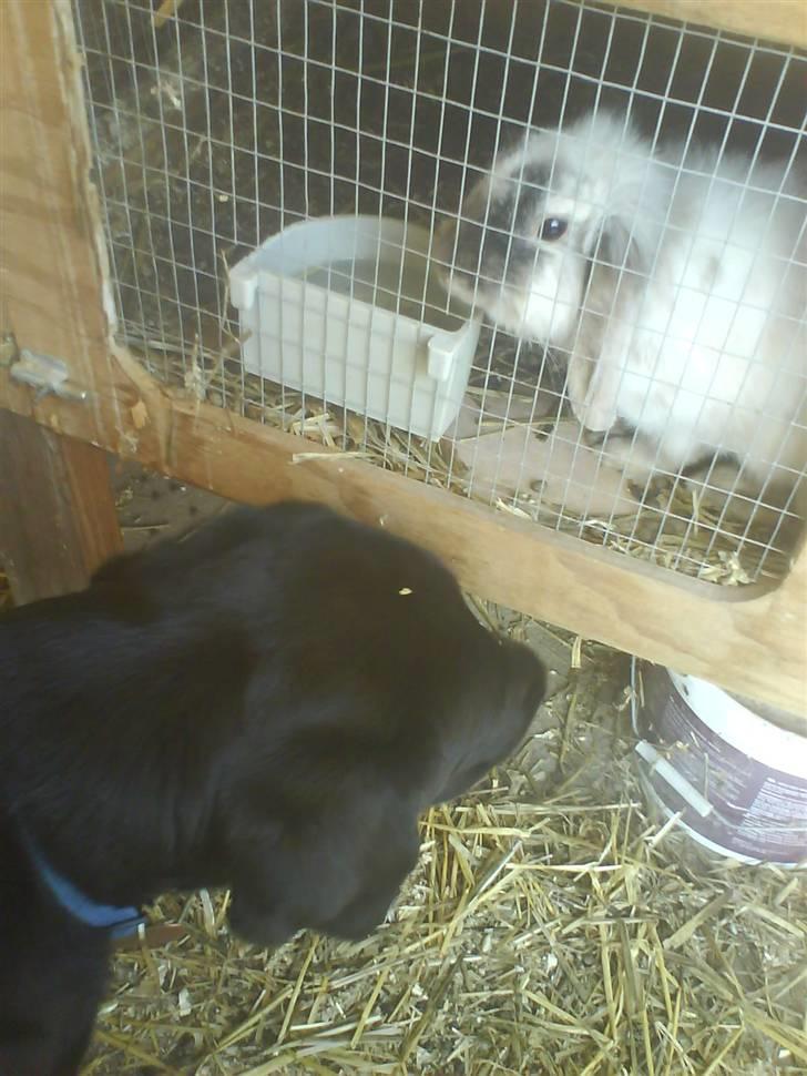 Labrador retriever Buster(formel 1) - her er jeg igen sammen med punky  billede 17