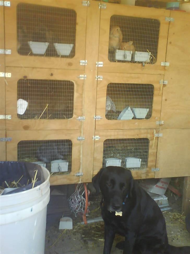 Labrador retriever Buster(formel 1) - mig  og en masse af vores næsten 40 kaniner (tror) billede 18