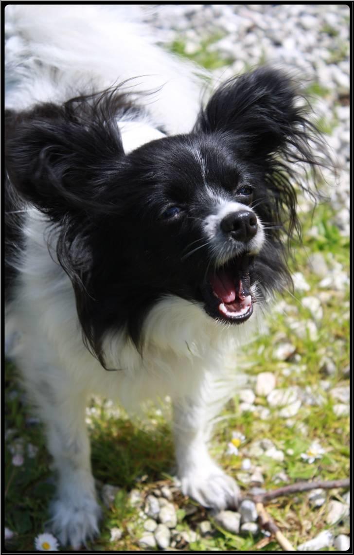 Papillon Ditte billede 10