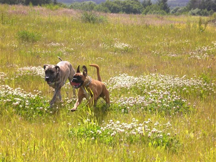 Grand danois Elma - Elma & Evo billede 16