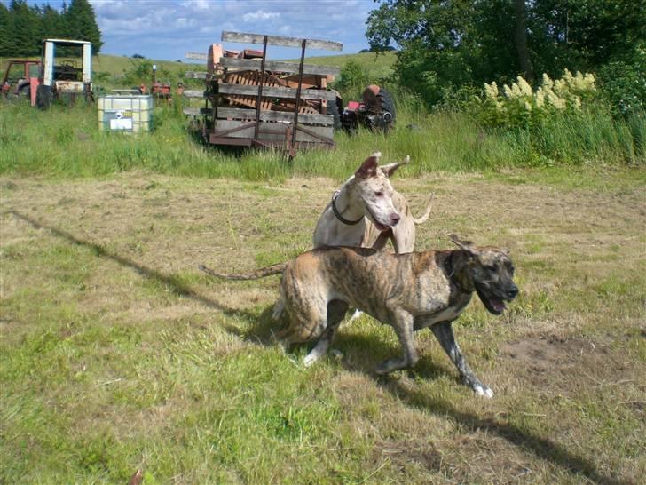 Grand danois Elma - Elma & Bibi billede 17