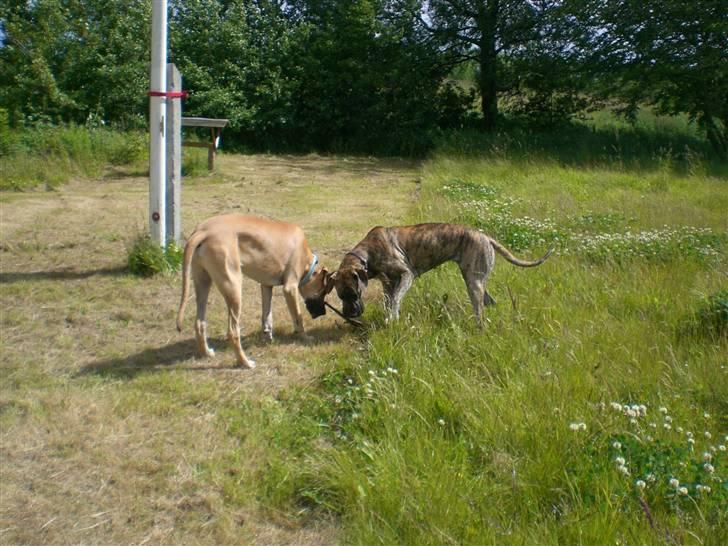 Grand danois Elma - Elma & Bufas i hundeskoven billede 18