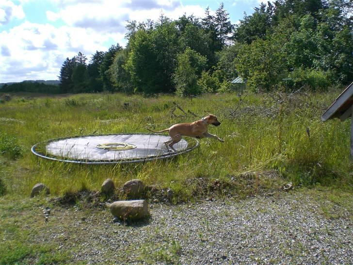 Grand danois Bufas billede 19