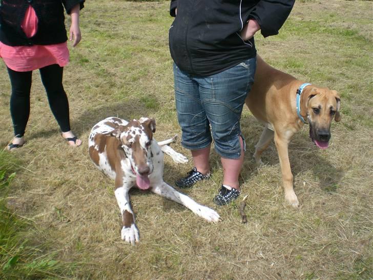 Grand danois Bufas - Bufas & Clay billede 20