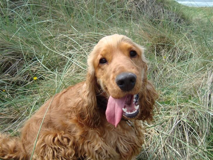 Cocker spaniel Diesel billede 19