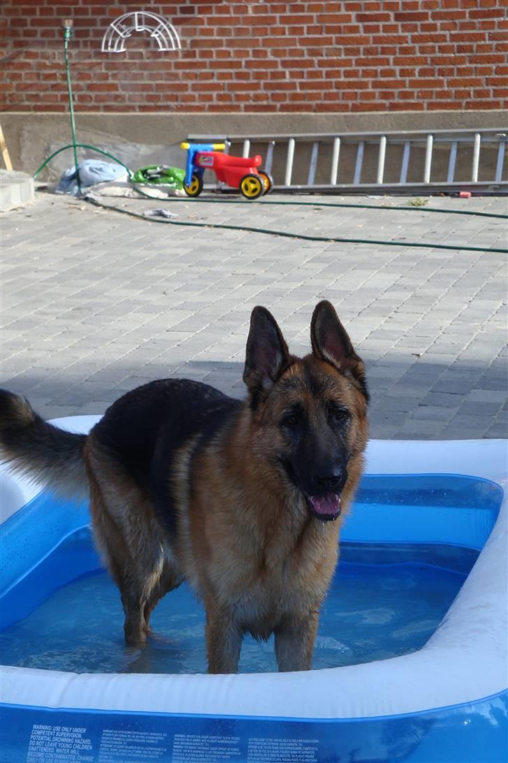 Schæferhund Dee-Jay billede 9