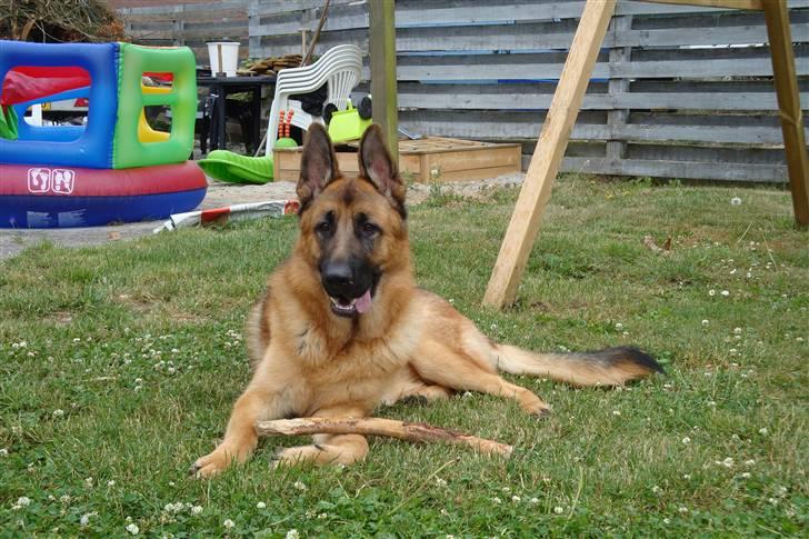 Schæferhund Dee-Jay billede 10