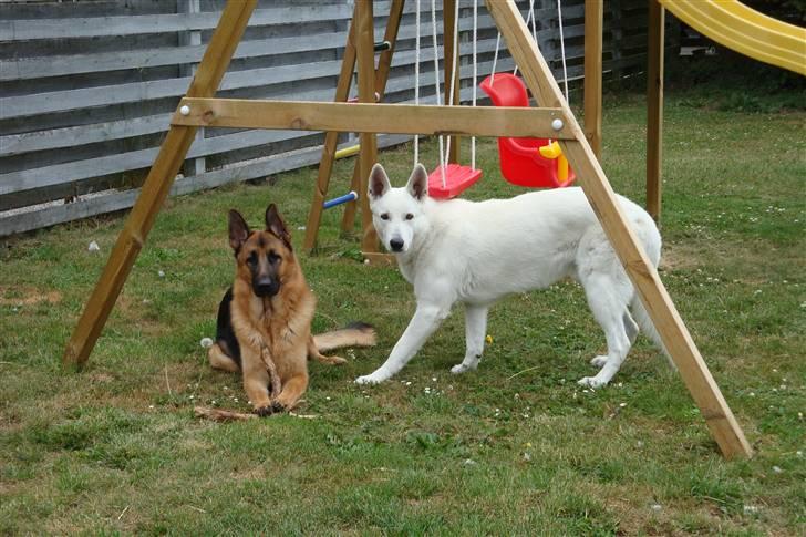 Schæferhund Dee-Jay billede 11