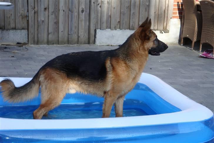 Schæferhund Dee-Jay billede 12