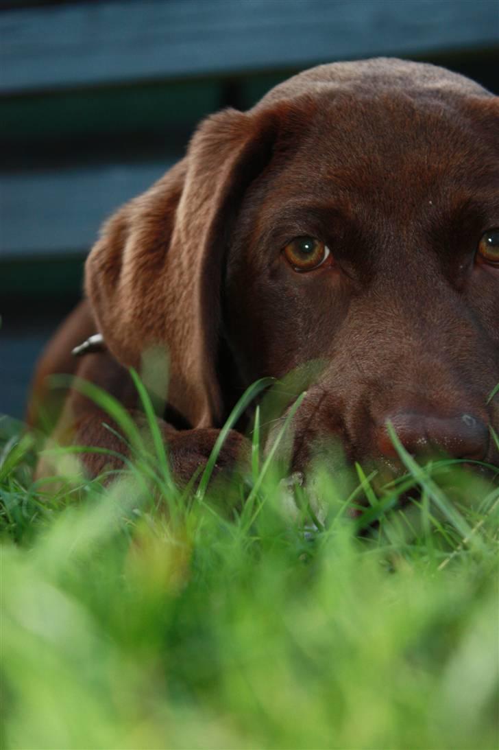 Labrador retriever Paris billede 13