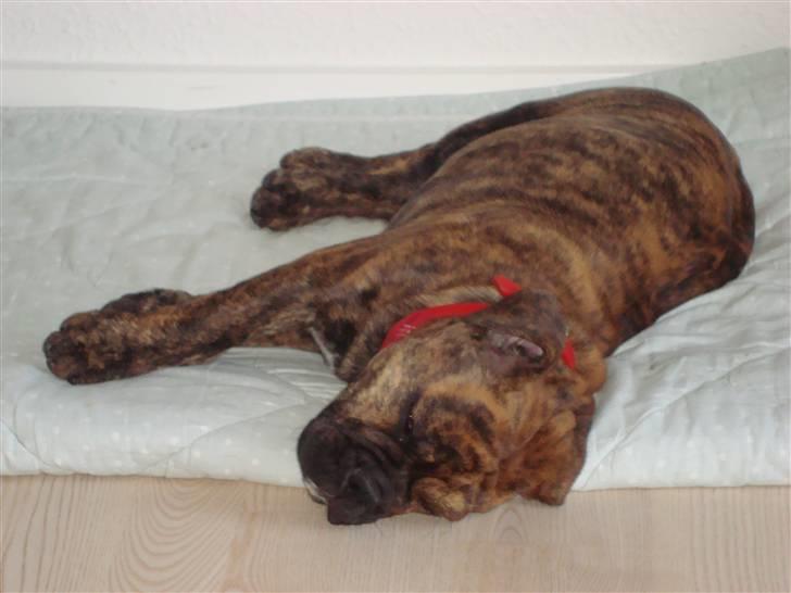 Olde english bulldogge Bertha - Så er jeg gået "død".....(til glæde for mor og far) billede 13