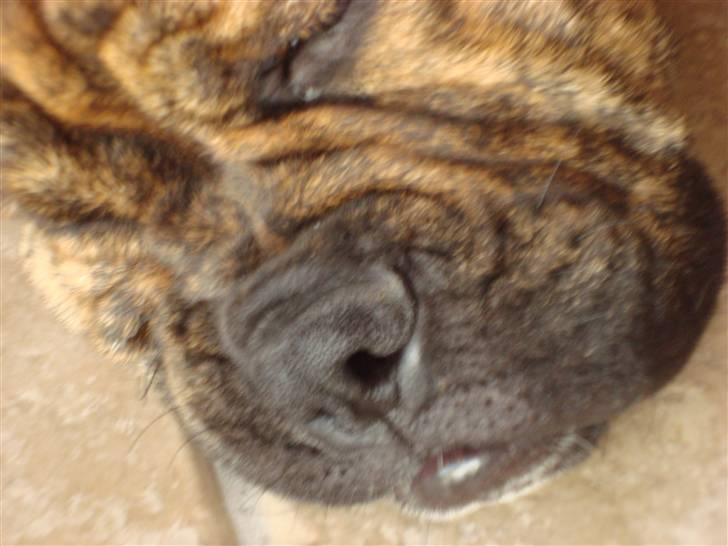 Olde english bulldogge Bertha billede 14