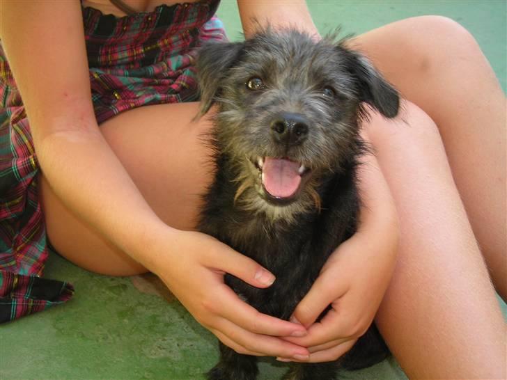 Blanding af racer Mons billede 1