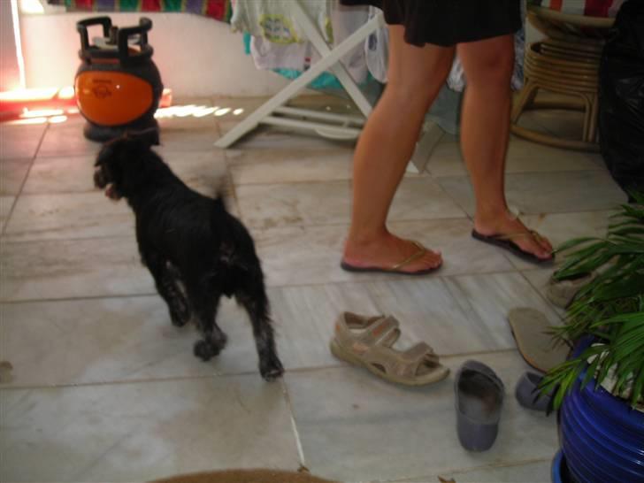 Blanding af racer Mons billede 2