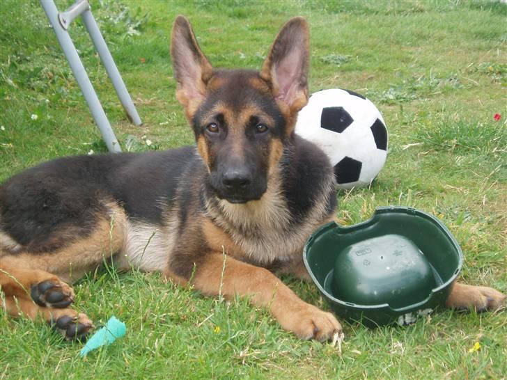 Schæferhund - "Bjarli oliver" - King billede 11