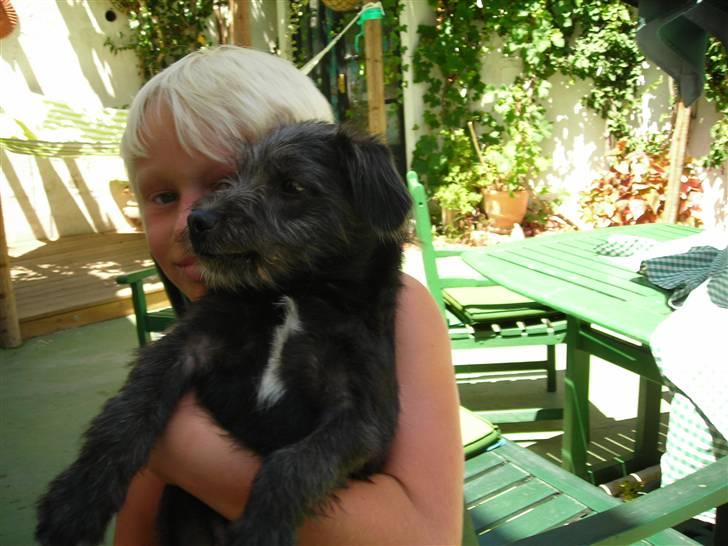 Blanding af racer Mons billede 3