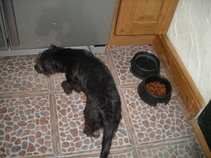 Blanding af racer Mons billede 6