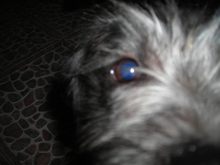 Blanding af racer Mons billede 7