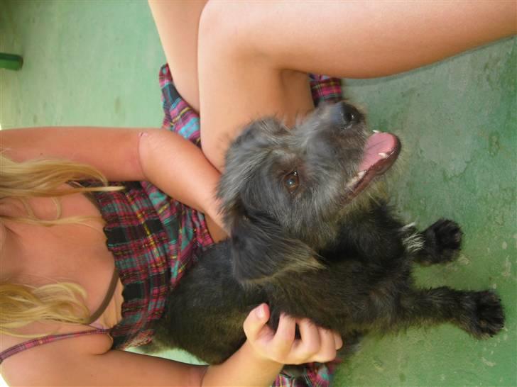 Blanding af racer Mons billede 12