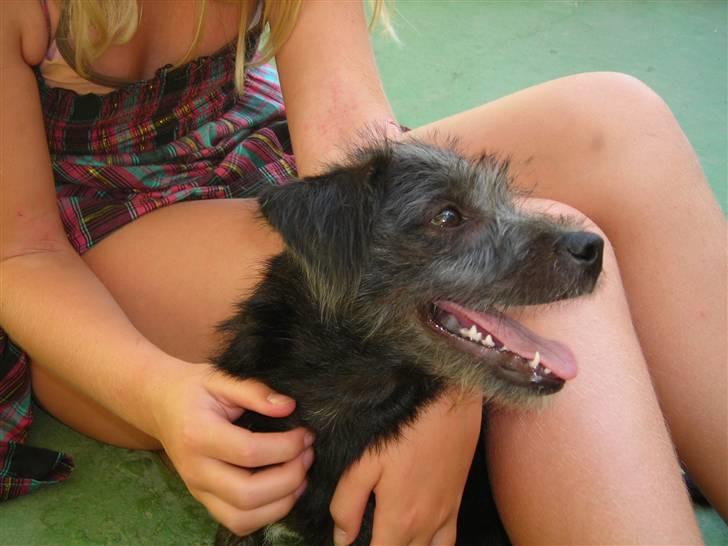 Blanding af racer Mons billede 13