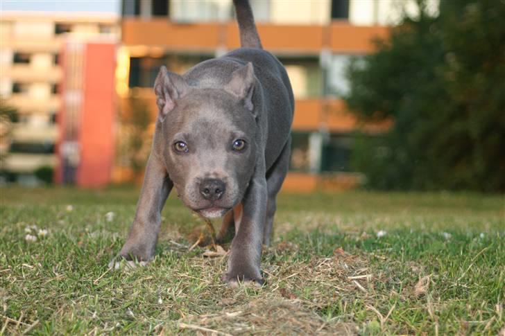 Staffordshire bull terrier Bentley billede 8