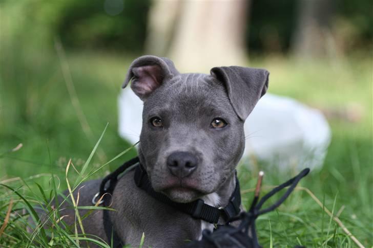 Staffordshire bull terrier Bentley billede 9