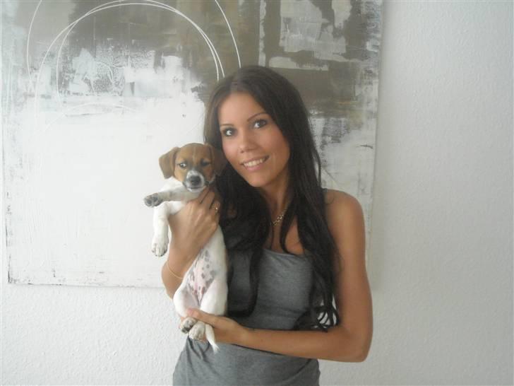 Jack russell terrier Sov sødt lille Liva billede 13