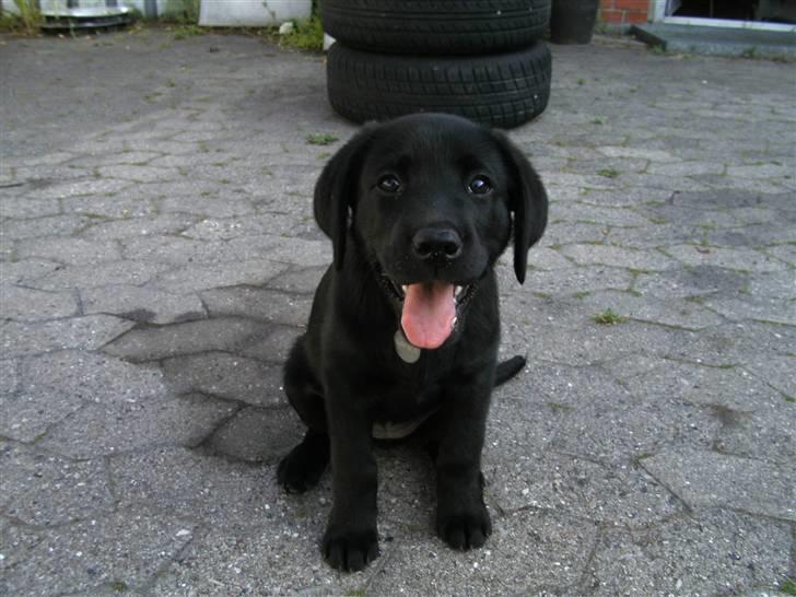 Labrador retriever Freja billede 13