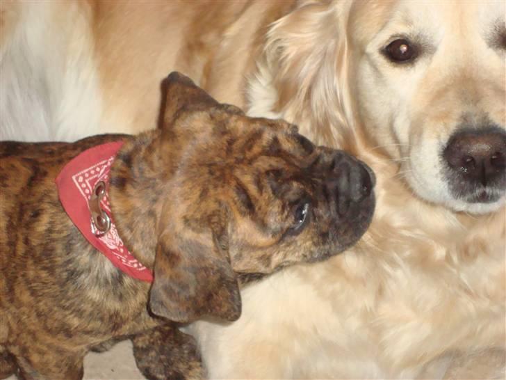 Golden retriever Bella billede 8