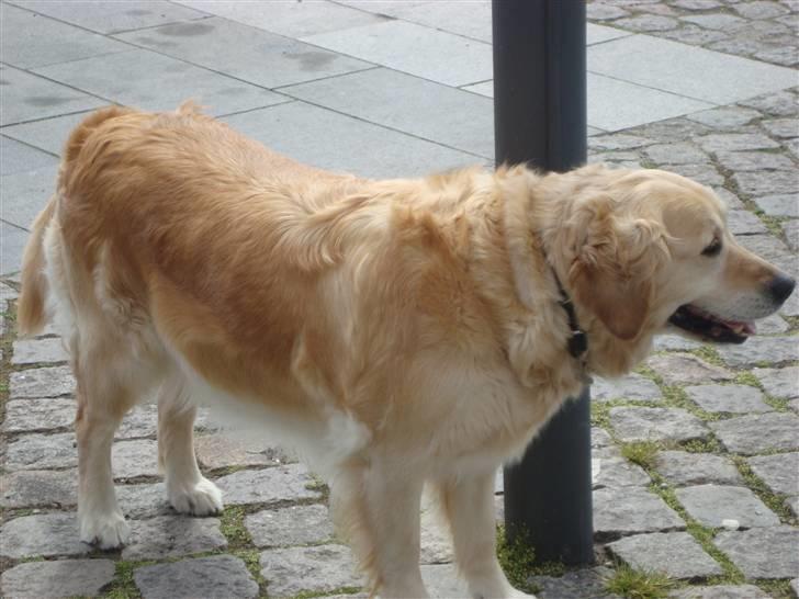 Golden retriever Bella billede 9